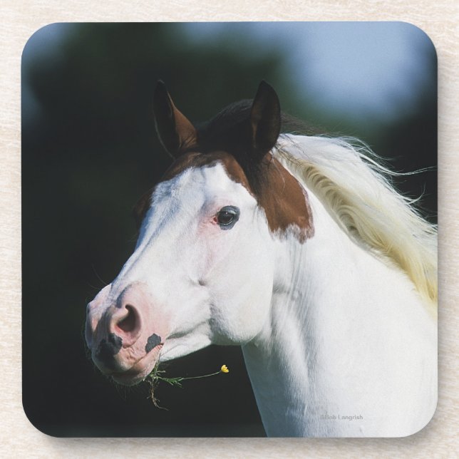 Porta-copo Pinte o Headshot 3 do cavalo (Frente)