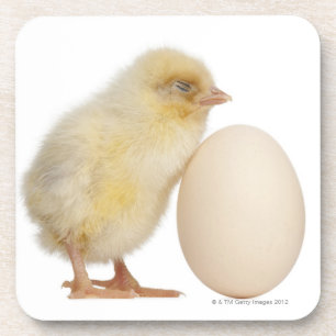 Porta-copo Pintinho com ovo (2 dias velho)