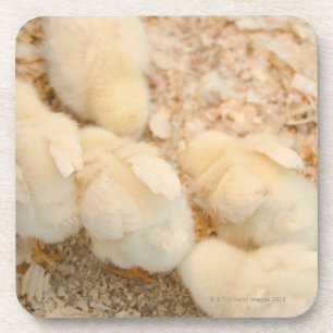 Porta-copo pintinhos