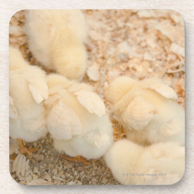 Porta-copo pintinhos (Frente)