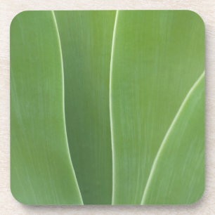 Porta-copo Planta Agave Close Up