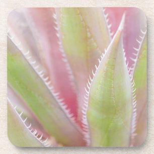Porta-copo planta de yuca close-up
