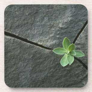 Porta-copo Planta que cresce em Boulder rachado