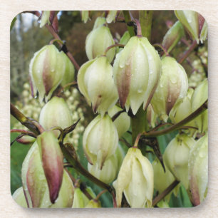Porta-copo Planta Yucca 
