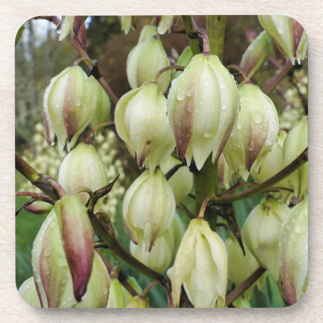 Porta-copo Planta Yucca  (Frente)