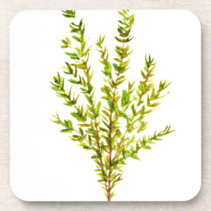 Porta-copo Plantas aromáticas por tomilho