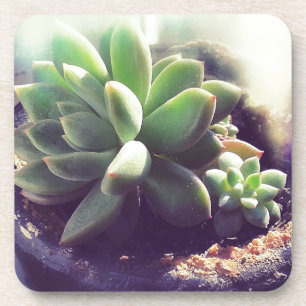 Porta-copo Plantas Pintinhos