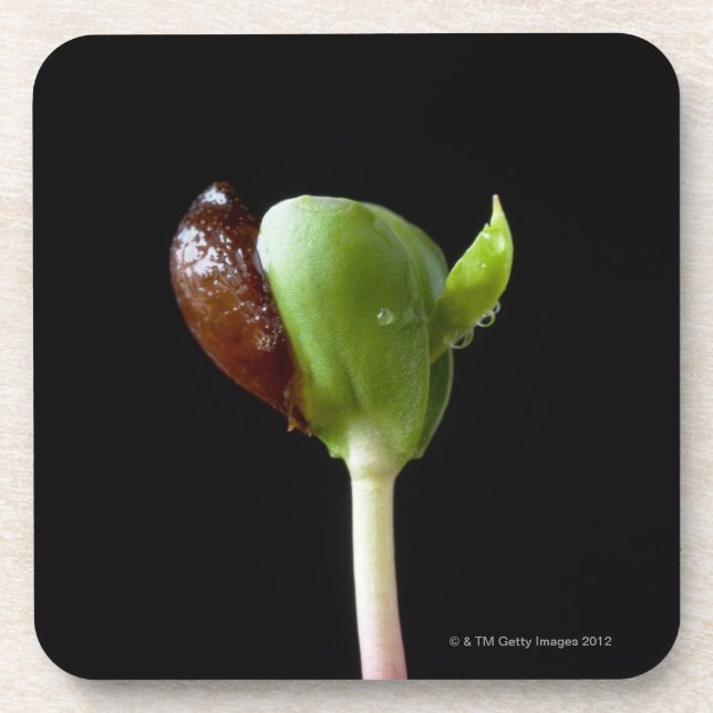 Porta-copo Plântulas de Apple com escudo da semente (Frente)