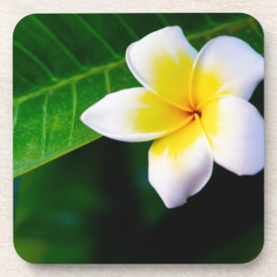 Porta-copo Plumeria