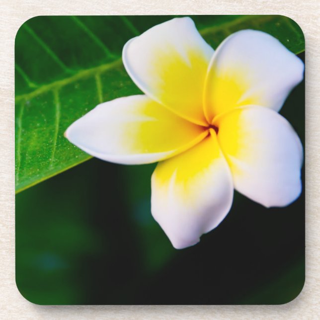 Porta-copo plumeria (Frente)