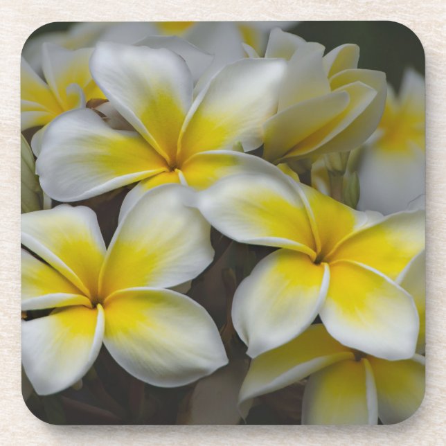 Porta-copo Plumeria Amarela Branca (Frente)