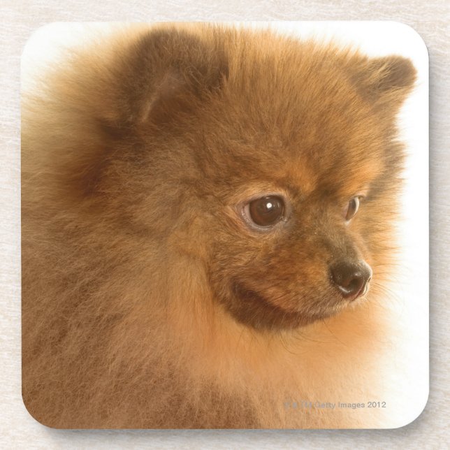 Porta-copo Pomeranian (Frente)
