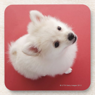 Porta-copo Pomeranian no tapete vermelho