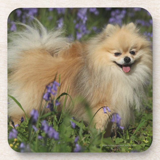 Porta-copo Pomeranian que olha a câmera nos Bluebells (Frente)