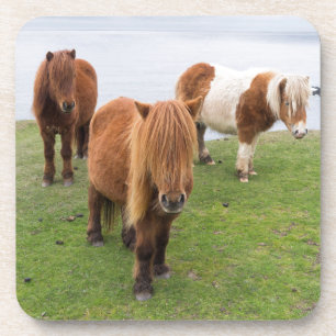 Porta-copo Pônei de Shetland no pasto perto dos penhascos