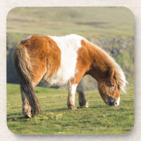 Pônei Shetland no Pasto Perto de Falésias Altos