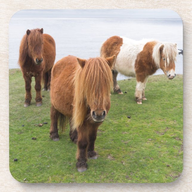 Porta-copo Pôneo Shetland na Pastura perto de saltos altos (Frente)