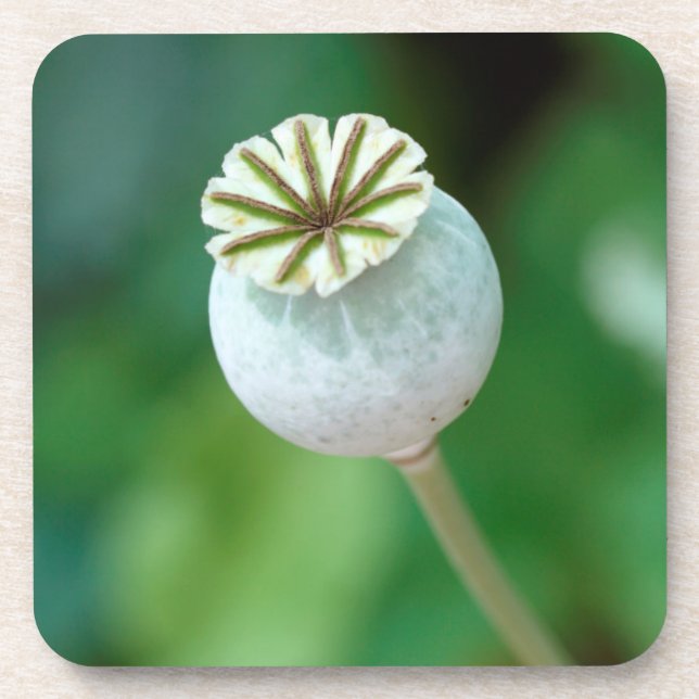 Porta-copo Poppy Flower Head Seed, Western Cape (Frente)