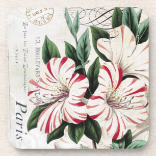Porta-copo Portas copos de Amaryllis Vermelhas e Brancas