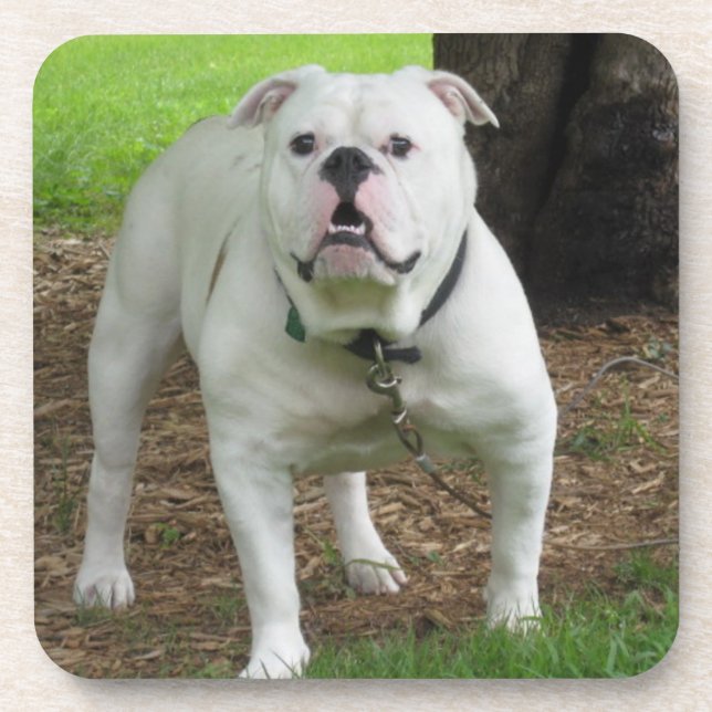 Porta-copo Portas copos de Bullodg (Frente)