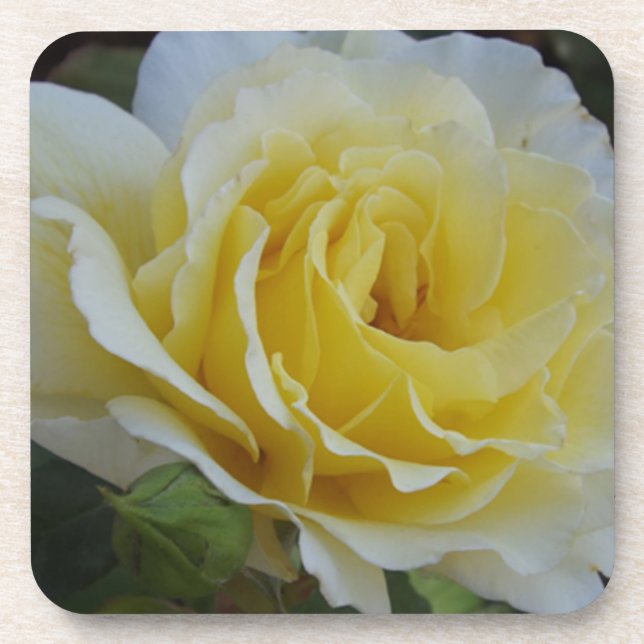 Porta-copo Portas copos de rosa brancas e amarelas (Frente)