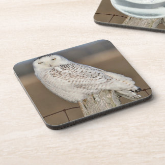 Porta-copo Portas copos de Snowy Owl (conjunto 6)