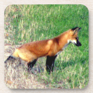 Porta-copo Portas copos do Fox vermelho