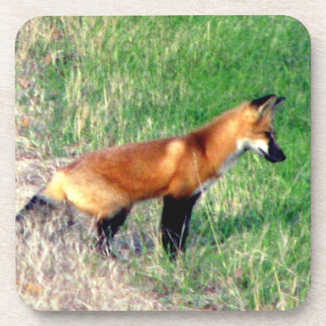 Porta-copo Portas copos do Fox vermelho (Frente)