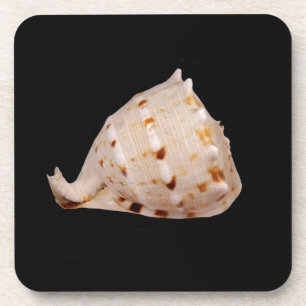 Porta-copo Portas copos plásticas duras de Shell do Conch