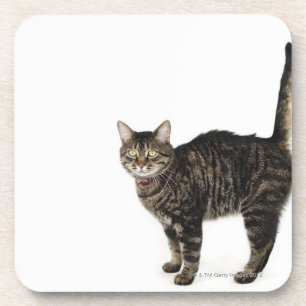 Porta-copo Posição masculina doméstica do gato de gato
