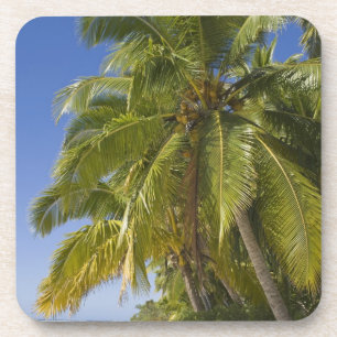 Porta-copo Praia na ilha One Foot, Aitutaki, Ilhas Cook