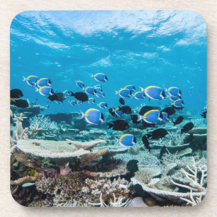 Porta-copo Praias Tropicais   Sturgeon Entre Coral