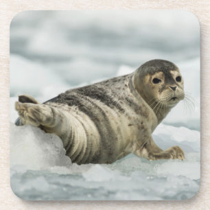 Porta-copo Precioso Baby Seal