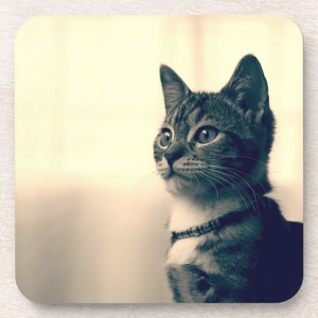 Porta-copo Presentes do amante do gato, presentes temáticos (Frente)