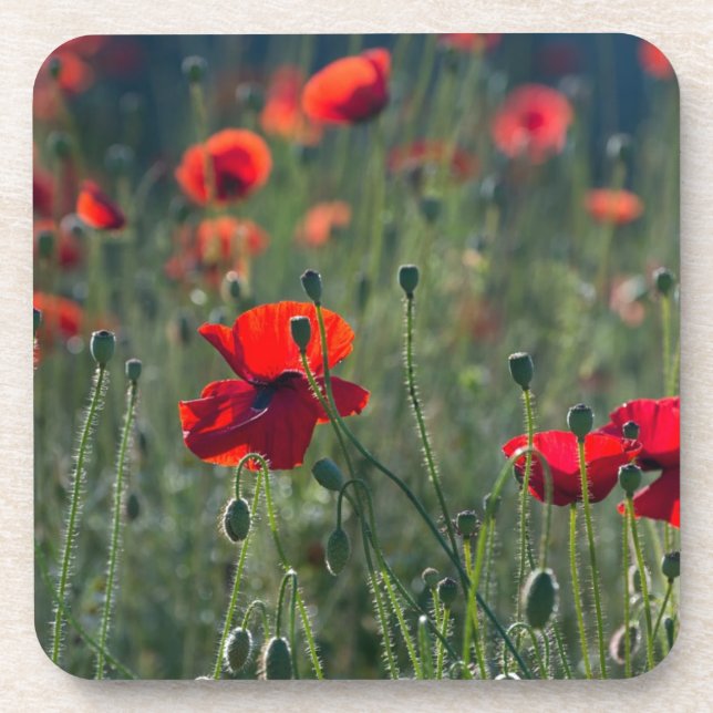 Porta-copo Pretty Poppies in Wild Meadow Photo (Frente)