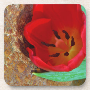Porta-copo Primavera amarelo e Red Tulip