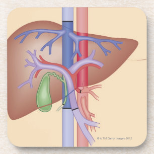 Porta-copo Procedimento da transplantação do fígado