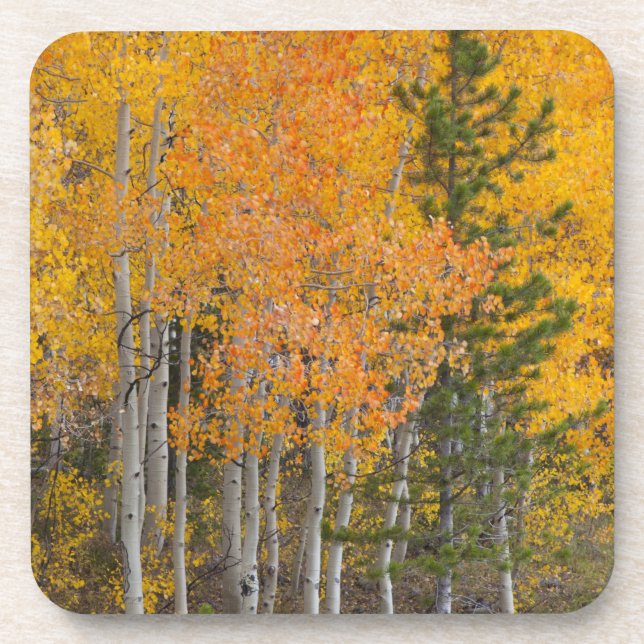 Porta-copo Provo - Árvores e aspústulas (Frente)