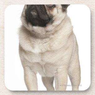 Porta-copo Pug (13 meses velho) que olha acima