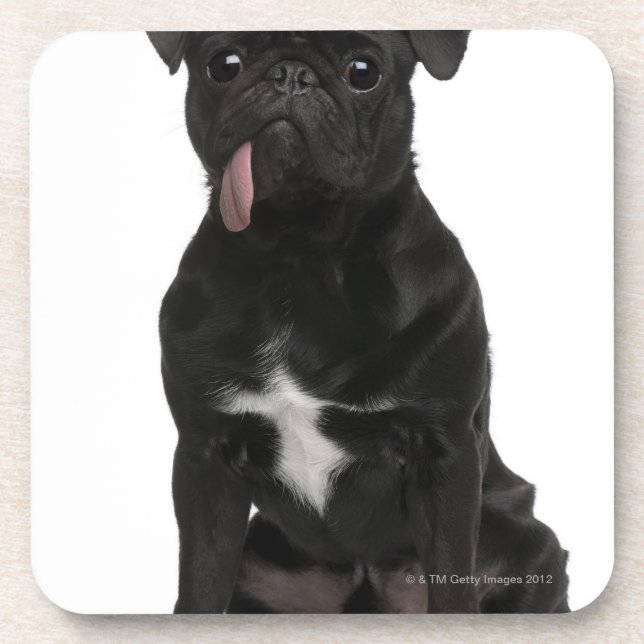 Porta-copo Pug (bebê de um ano) que senta-se com sua (Frente)