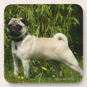 Porta-copo Pug que olha a câmera