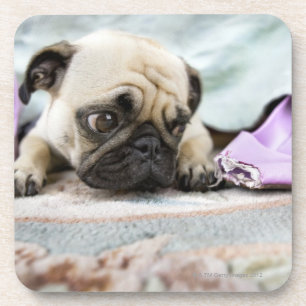 Porta-copo Pug que olha inocente após ter mastigado o dedo d