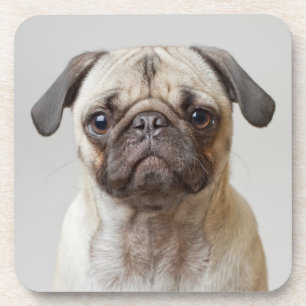 Porta-copo Pug Retrato