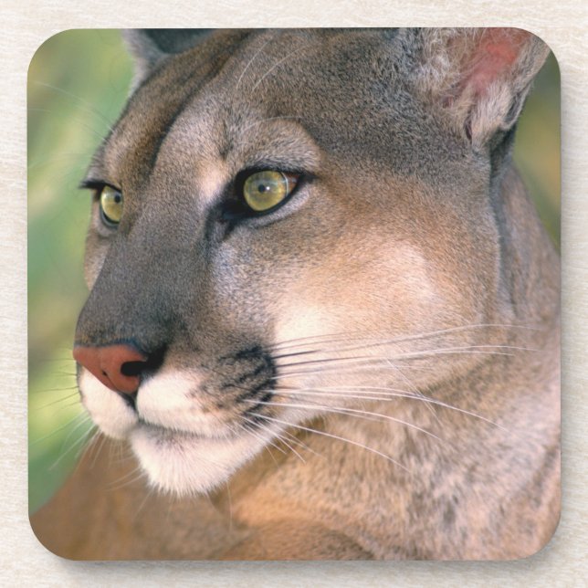 Porta-copo Puma, Califórnia (Frente)