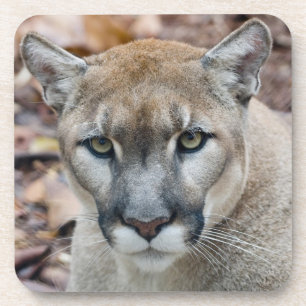 Porta-copo Puma, leão de montanha, pantera de Florida, puma