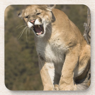 Porta-copo Puma ou leão-da-montanha, puma concolor, Cativo -