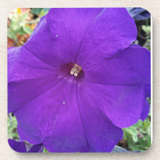 Porta-copo Purple Petunia Coster
