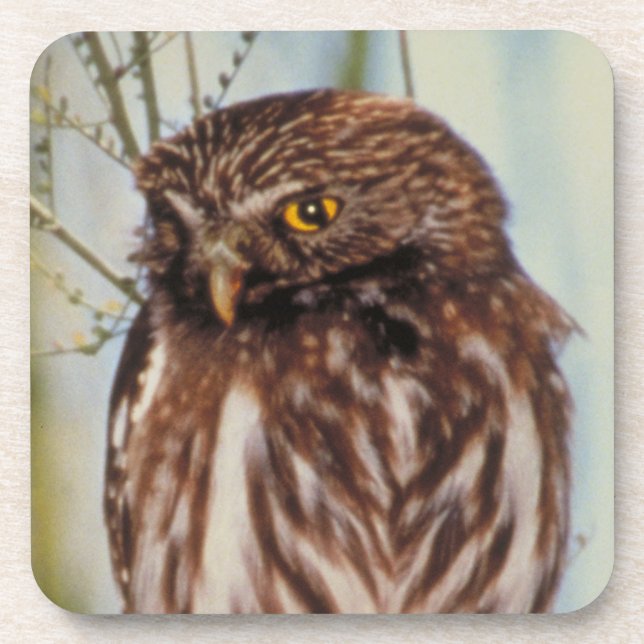 Porta-copo Pygmy Owl (Frente)