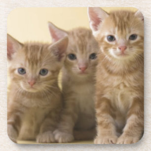 Porta-copo Quatro gatinhos de Shorthair do americano