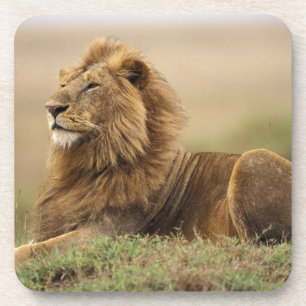 Porta-copo Quênia, Masai Mara   Leão macho